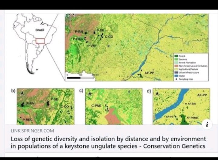 Peccary Project_Queixada * A.Keuroghlian tweet media