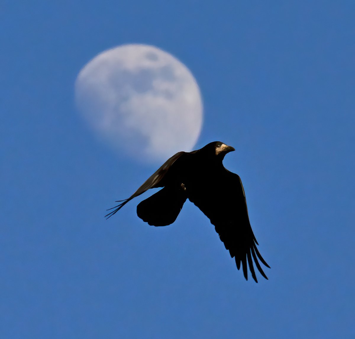 Rook moon! 😀
 Taken yesterday in my Somerset village. 🐦