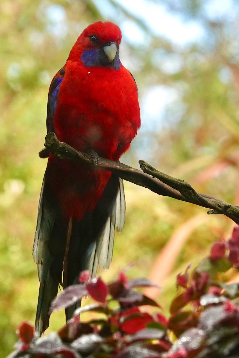 #FirstSeenAndHeard #FSAH Seen: Crimson Rosella. Heard: Red Wattlebird. South Gippsland, Australia @birdemergency #birdwatching #Birding #birdphotography #WildOz #bird #TwitterNatureCommunity #BirdsSeenIn2024 #SonyRX10iv