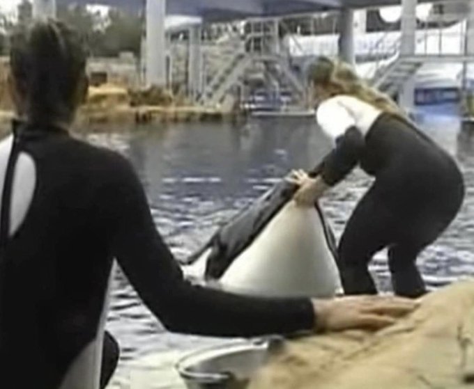 Moments after this image was captured, SeaWorld trainer Dawn Brancheau was snatched into the jaws of the Tilikum, the Orca pictured here, and brutally killed. Her body was then thrashed for over 45 minutes while the horrified crowd helplessly looked on. As of 2022, There