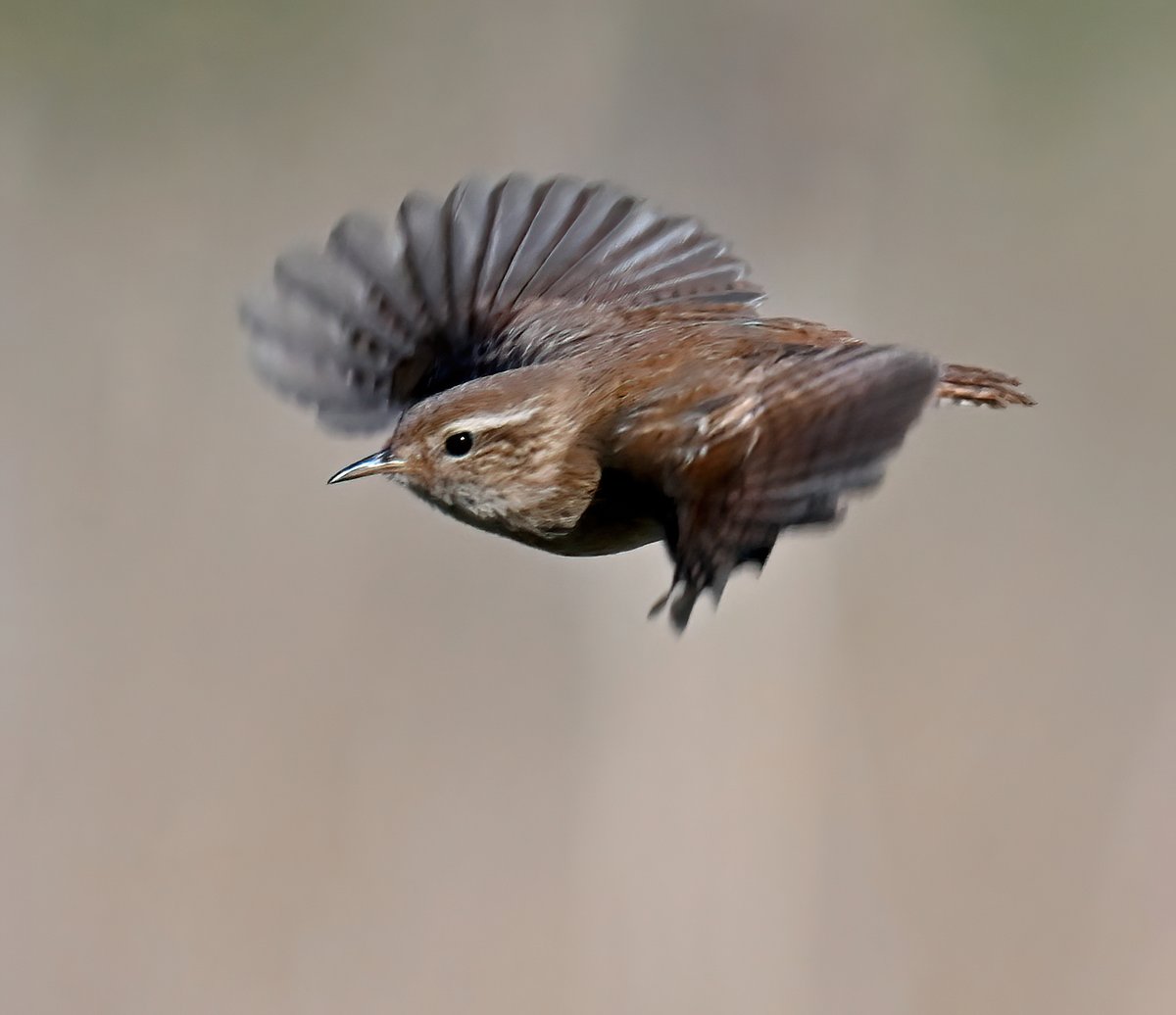 Tiny Wren in flight. 😍
 Taken at the weekend at RSPB Ham Wall in Somerset. 😊🐦