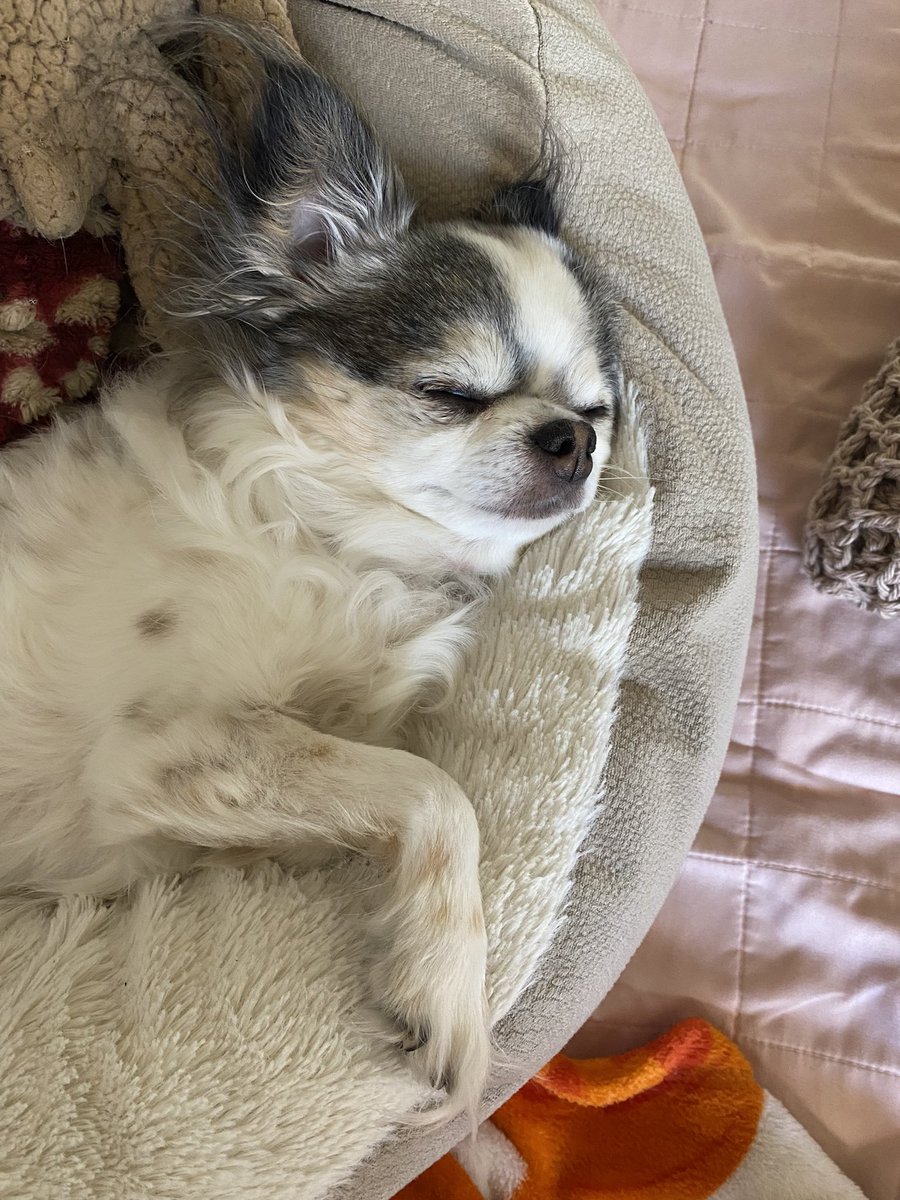 bedheadlounge's tweet photo. I’ve been working hard on paying off a ver bill from an emergency dental surgery for my little guy &amp; am finally down to the last $180

To help alleviate some of the stress I’m running a 15% off sale thru Saturday with code GIZMO, I’m so grateful for the support I’ve received 💖 https://t.co/yPYMJnQyaO