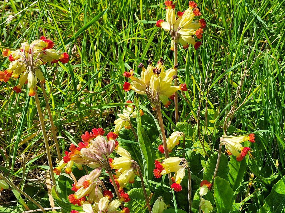 DrewittPhilip's tweet image. #CowslipChallenge