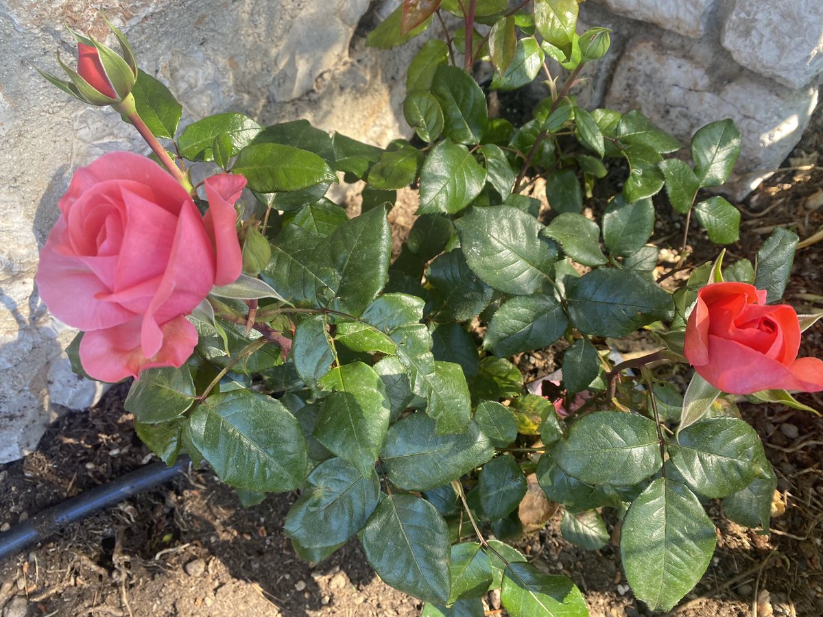 New Rose season starts! Thanks to Les Rosiers de Mougins by Larry Pasetti, best rose cultivator on Côte d’Azur! He refurnishes me, as the “Princess Grace Rose Garden in Monaco”, with the most beautiful shrubs for my RoseGarden, that counts now 82 roses of botanical collection!