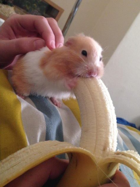 i always felt bad for this poor little hamster getting sexualized by the internet