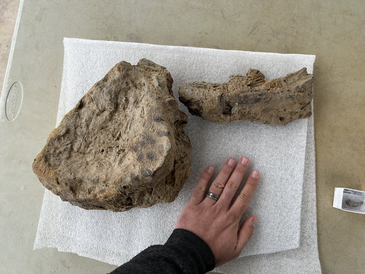 Here’s what I CAN share. Possible new kind of giant #sauropod (tail vert pictured), more #Acrocanthosaurus (tarsal pictured also held by JP Hodnett. And a vert from #Priconodon, likely largest armored dinosaur known to science. Now imagine the stuff that’s still secret!