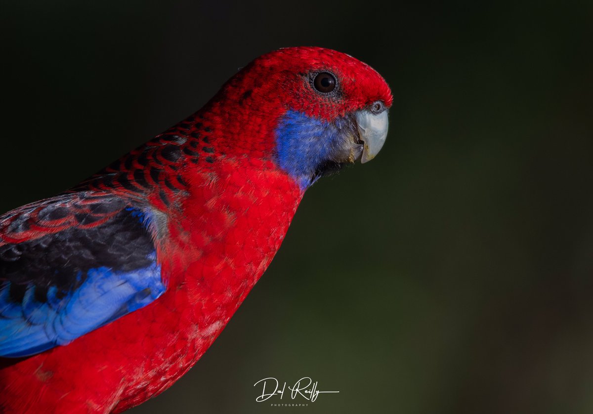 An adult Crimson Rosella in the garden over the weekend🙂 #BirdlifeOz #birdsinbackyards #abcaustralia #abcmyphoto #abcinmelbourne #visitgippsland #MyNikonLife  #BirdsSeenIn2023 #ausgeo #abcgippsland #Gippsland #birdphotography #birds #NikonCreators #nikonaustralia