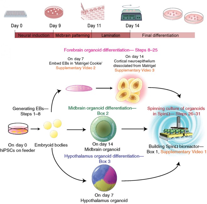 Beginning with the basic concepts of #organoids, the authors describe strategies for cultivating engineered organoids and discuss the multiple 🛠️ engineering modes to create conditions for breakthroughs in organoid research. 👉 bit.ly/3UnWNg6