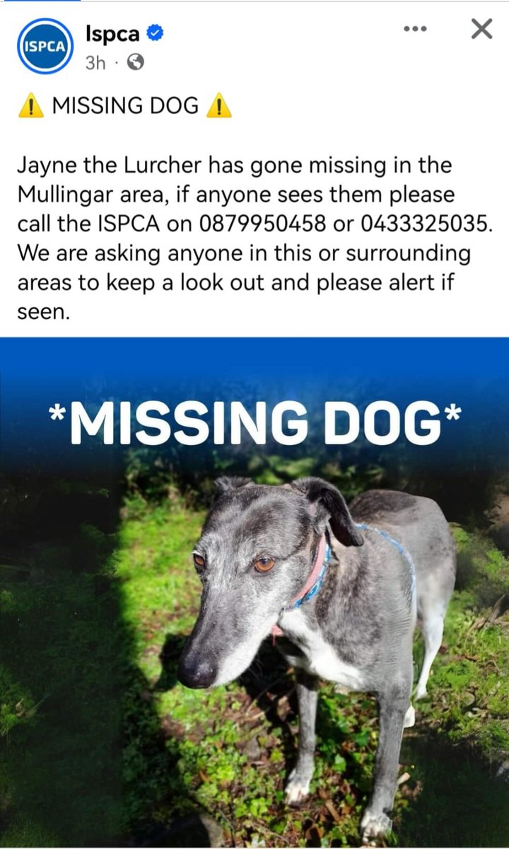 catlowry54's tweet image. This is #Jayne recently rehomed by the ISPCA in #Mullingar recently, but escaped from her new home...please keep an eye out for her #MissingDog