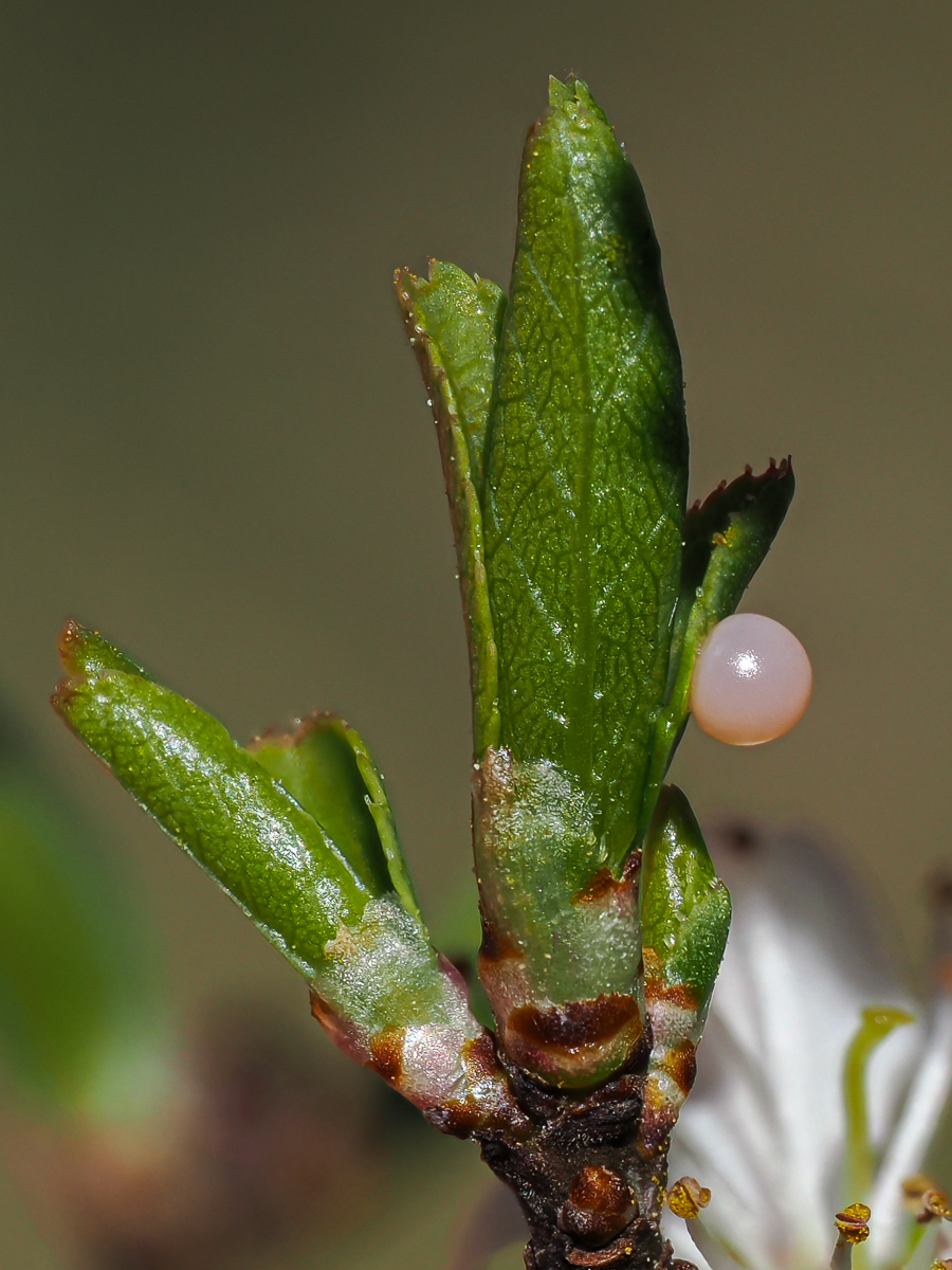 A superb finale to the @Greenwings butterfly tour in northern & central Spain with the butterflies 'playing ball', especially Iberian Scarce Swallowtail that seemed particularly fond of Blackthorn blossom, with a few females found egg-laying.