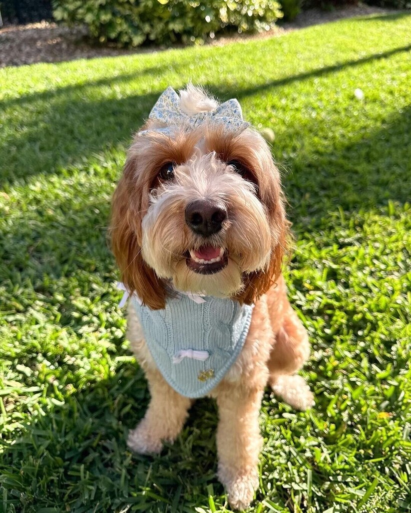 Looking good!! Repost from @doodlebearjuno • 'Fit check🩵' #doodles #minigoldendoodle #goldendoodle #puppy #dogs #dogsofinstagram #puppiesofinstagram #cutedogs #cutepuppy #goldendoodlesofinstagram #doodlesofinstagram #floridadoodles #floridadoodles #d… instagr.am/p/C6CiMA_PbO2/