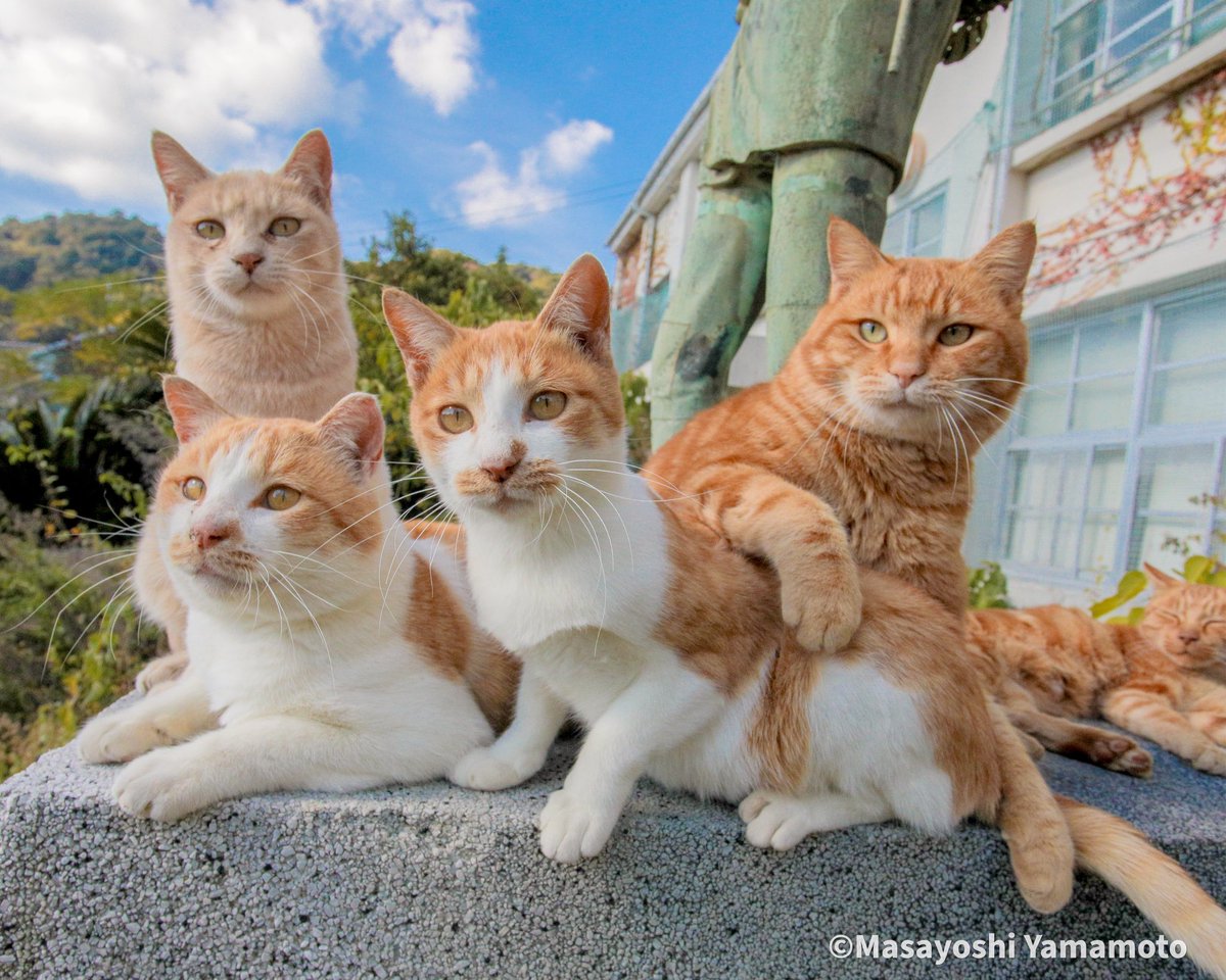 スタンドバイミー

#ねこ #猫 #cat #standbyme