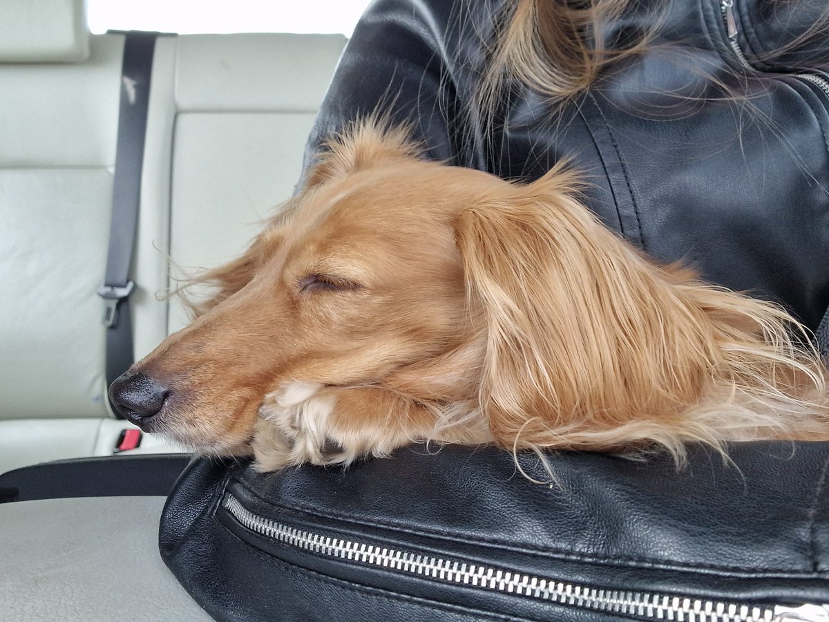 Ophira was tired on her way back..... 😏😴🐾
#Bandita #Zelda #DogsofTwittter #Dachshund #Doxie #Teckel