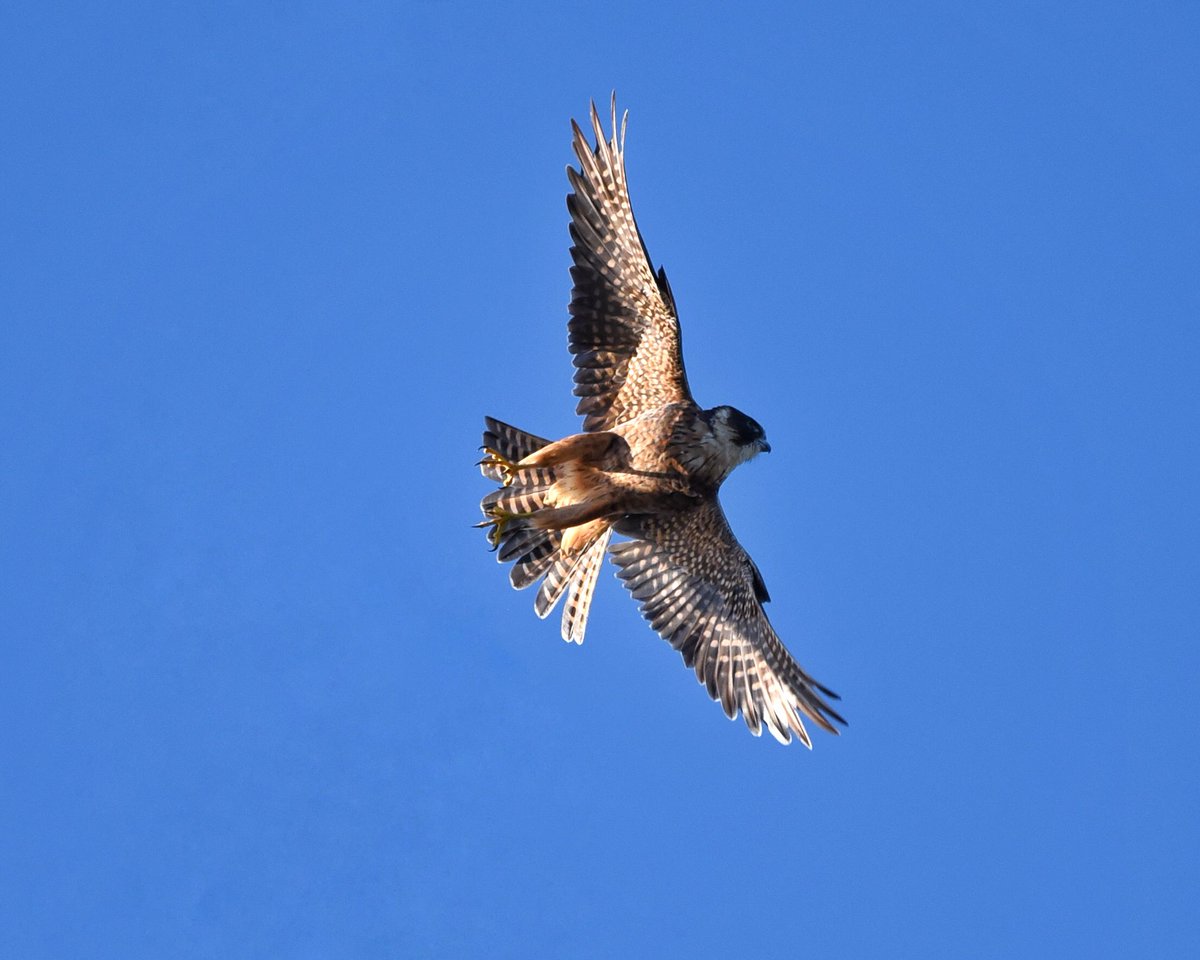 Monday! #ozbirds #wildoz #australianhobby #birdsinflight #raptor