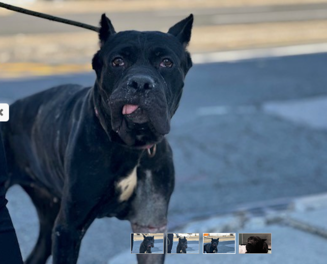 Nova💔 #NYCACC Kill listed for 4/23💉 Nova has never known kindness She won't find it at ACC Conflicted girl wants love but she has been let down so many times 🚑Medical Needs #RescueMe