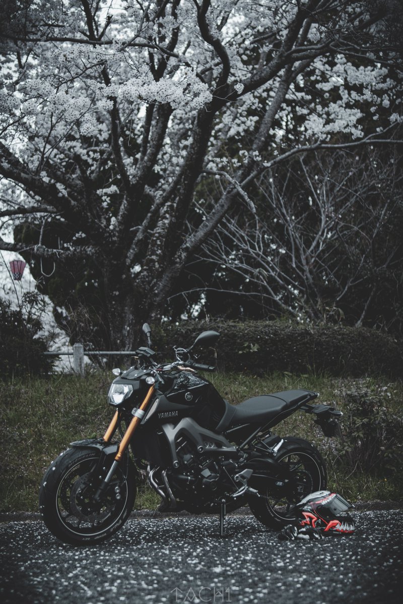 __Tach1's tweet photo. 桜撮り納め
#YAMAHA #MT09 #hjc #rpha11 #hyod https://t.co/zUwkv9eAbR