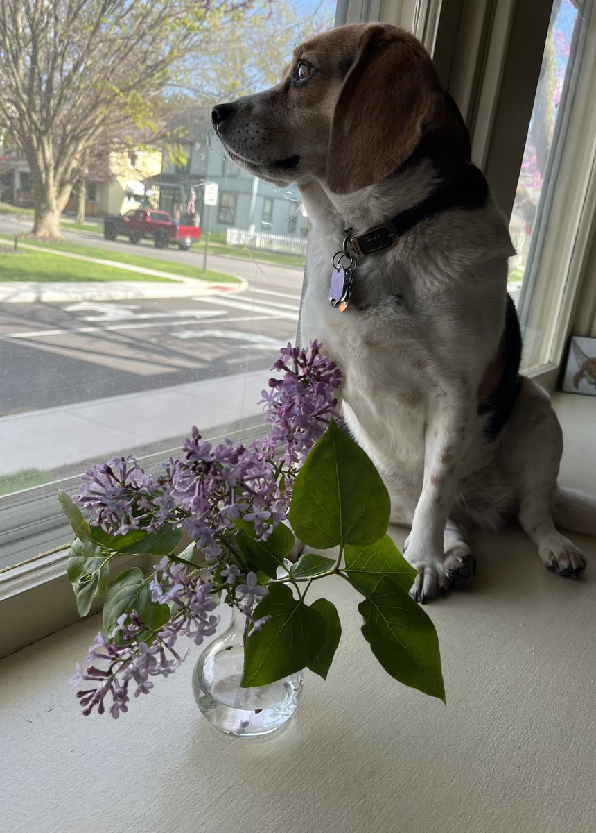 #SundayThing #GiveAnHour @WorldWildlifeF @MyPeakChallenge and had an hour to myself to pick up bag #17 of trash on the year and to drop off neighborhood pantry donation. Made some #BlackbeanBurgers for lunch this week. Sweet Juniper enjoyed the fresh lilacs.