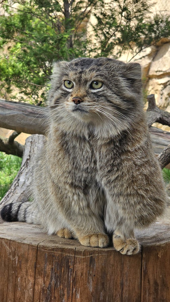 レフくん

📱2024.04.21(日)
#マヌルネコ #レフ♂
#マヌルネコのうた #manul
#pallascat #pallasscat
#那須どうぶつ王国
#nasuanimalkingdom