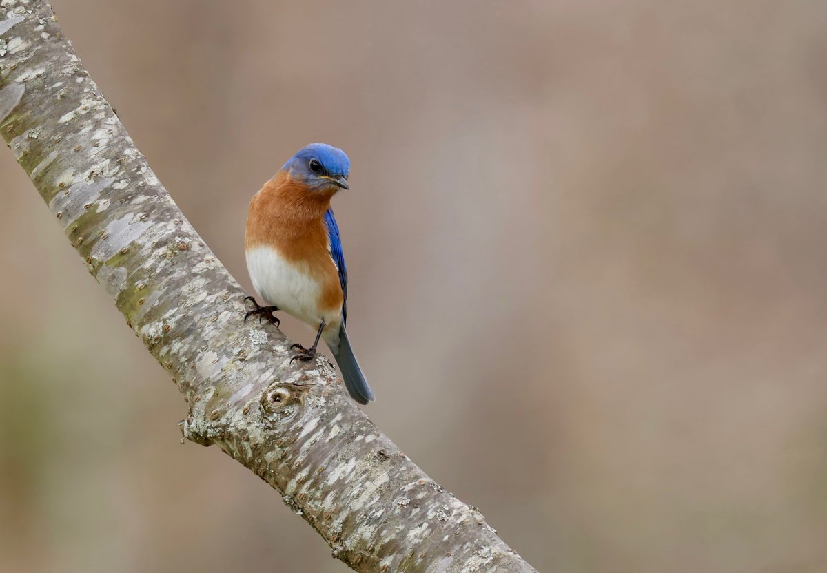Eastern Bluebird - Clay, AL 

#canon #Canonphotography #birdphotography #ThePhotoHour #birdwatching #NaturePhotography #birdtwitter #TwitterNatureCommunity #BirdsSeenIn2024
