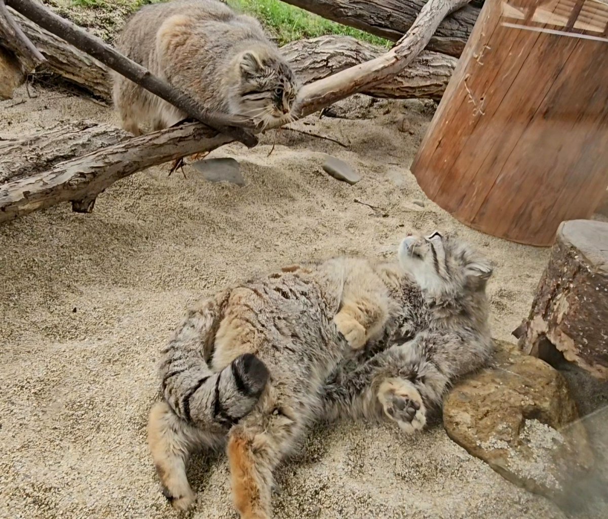 レフ＆ポリー

📱2024.04.21(日)
#マヌルネコ #ポリー♀#レフ♂
#マヌルネコのうた #manul
#pallascat #pallasscat
#那須どうぶつ王国
#nasuanimalkingdom