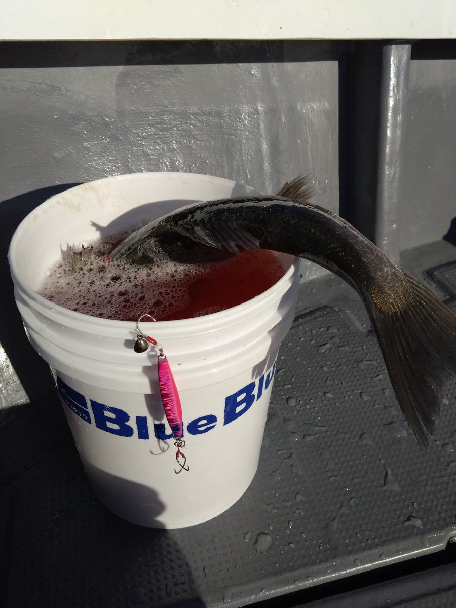 matumae_sakura's tweet image. 鯛狙ってますが、１投目から鱸！
#BlueBlue
#FALLTEN