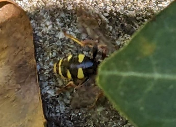 BilickiVicki's tweet photo. Any ideas on this camera shy red horned bee? I know, not much to go on...very flighty
#BeeID https://t.co/fP61Qpp9v9