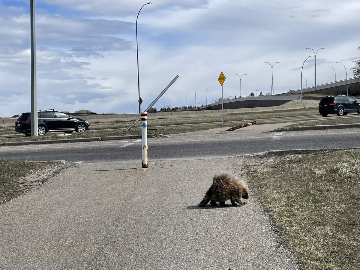 Couple of things going on here. Friendly neighbourhood porcupine at Nose Creek Pathway. Damaged posts from a collision across the road. Need better bollards! #yycbike @WorldBollard @311calgary