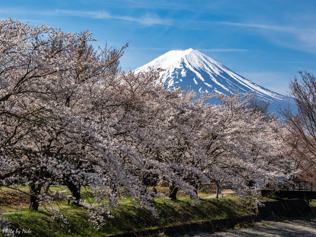 日本の春🌸

#Photo