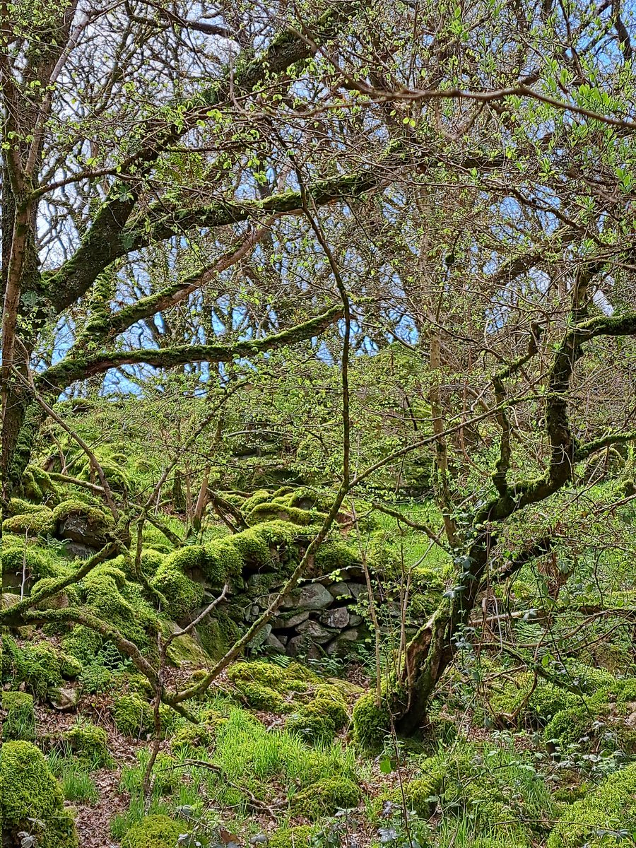 Ancient Atlantic rain forest in West Wales. The moss was so soft and deep, you might lie down to sleep and never find your way back to the 21st century...