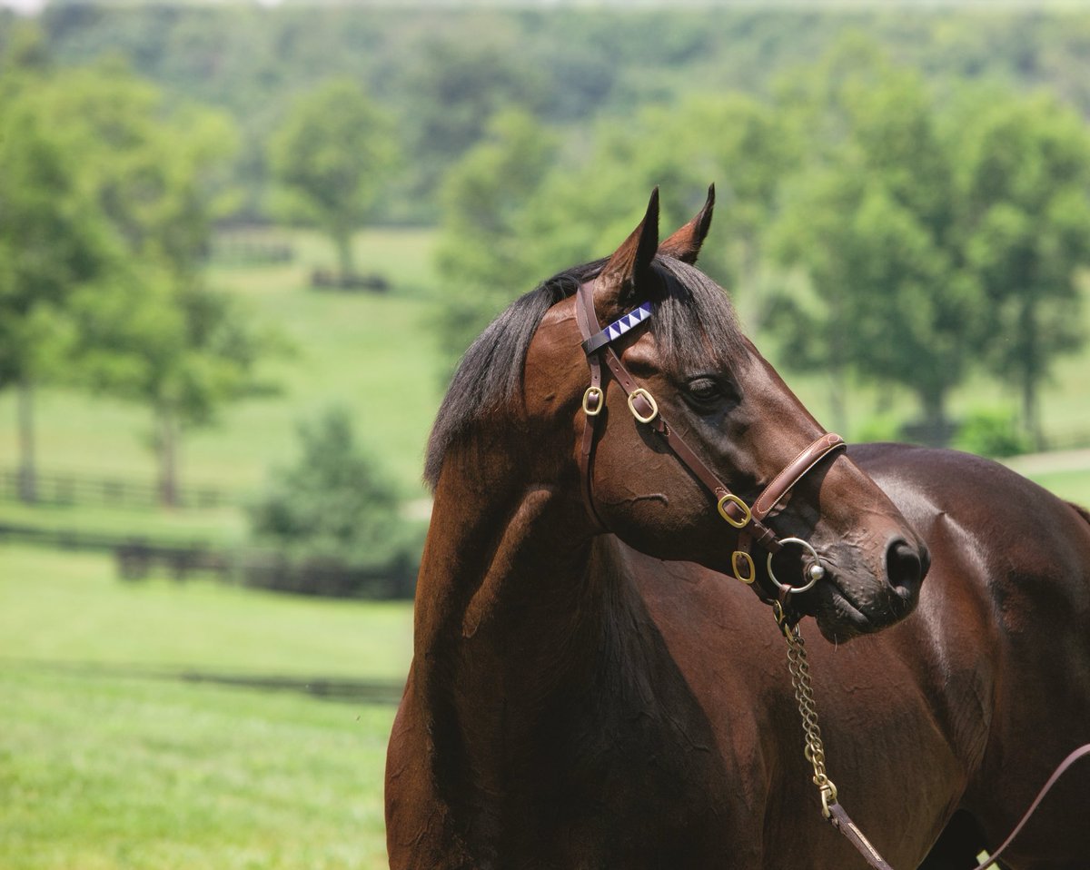 Stay tuned to our social media channels this week for an exciting giveaway celebrating the Kentucky Derby winners who are residents of Horse Country🌹 Each day there will be a giveaway featuring one of six farms that are home to a Derby winner (or two!). #VisitHorseCountry