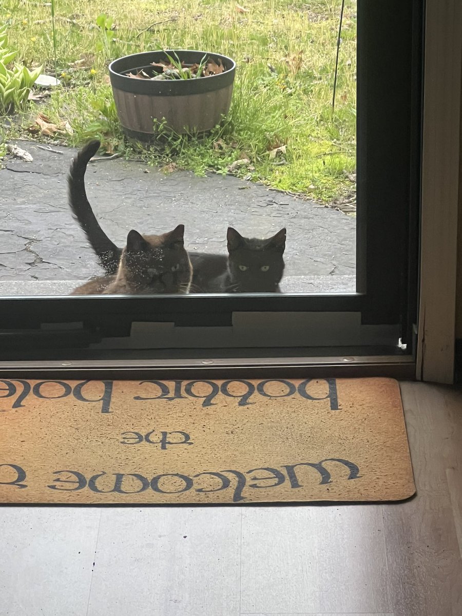 zenturian2000's tweet image. All day, everyday. #straycatstrut.