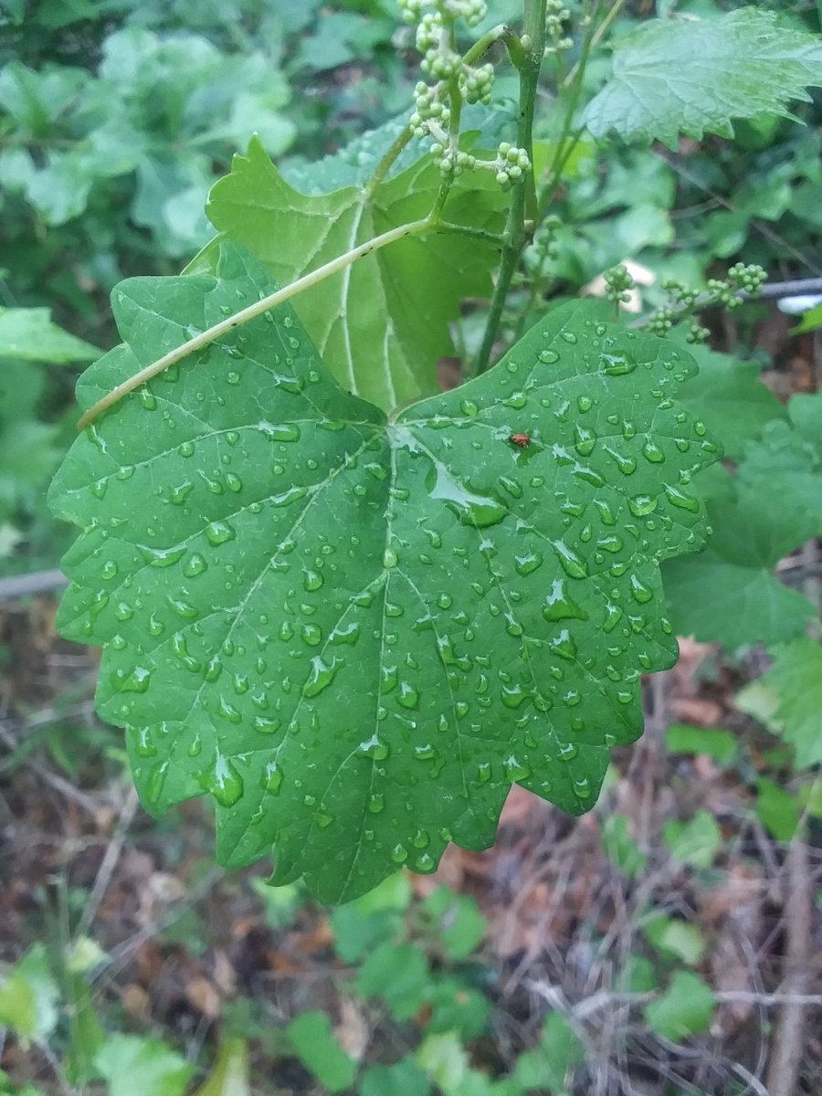 @BILLWALSHTV @chswx @RobStormTeam2 @LCWxDave Here's a little weather art for you - a wild grape leaf 🍁 in the rain 🌧 this morning. 🙂