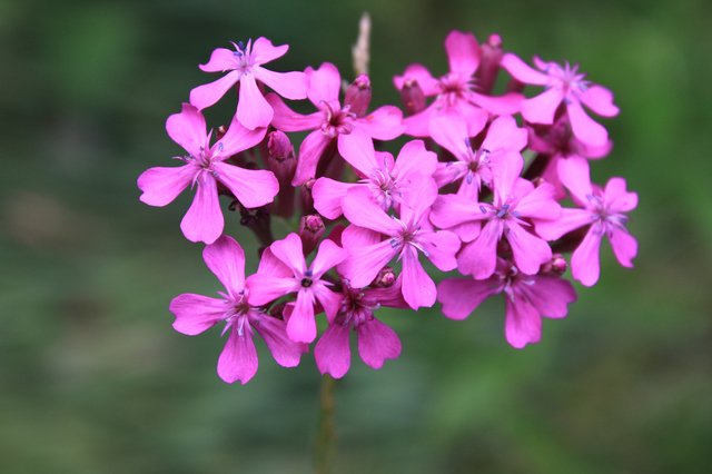 hide_traveller's tweet image. Good morning from Japan!  Have a great day everyone! 😊😉 Tokyo 7:30am  Birth flower of April 22 #Catchfly