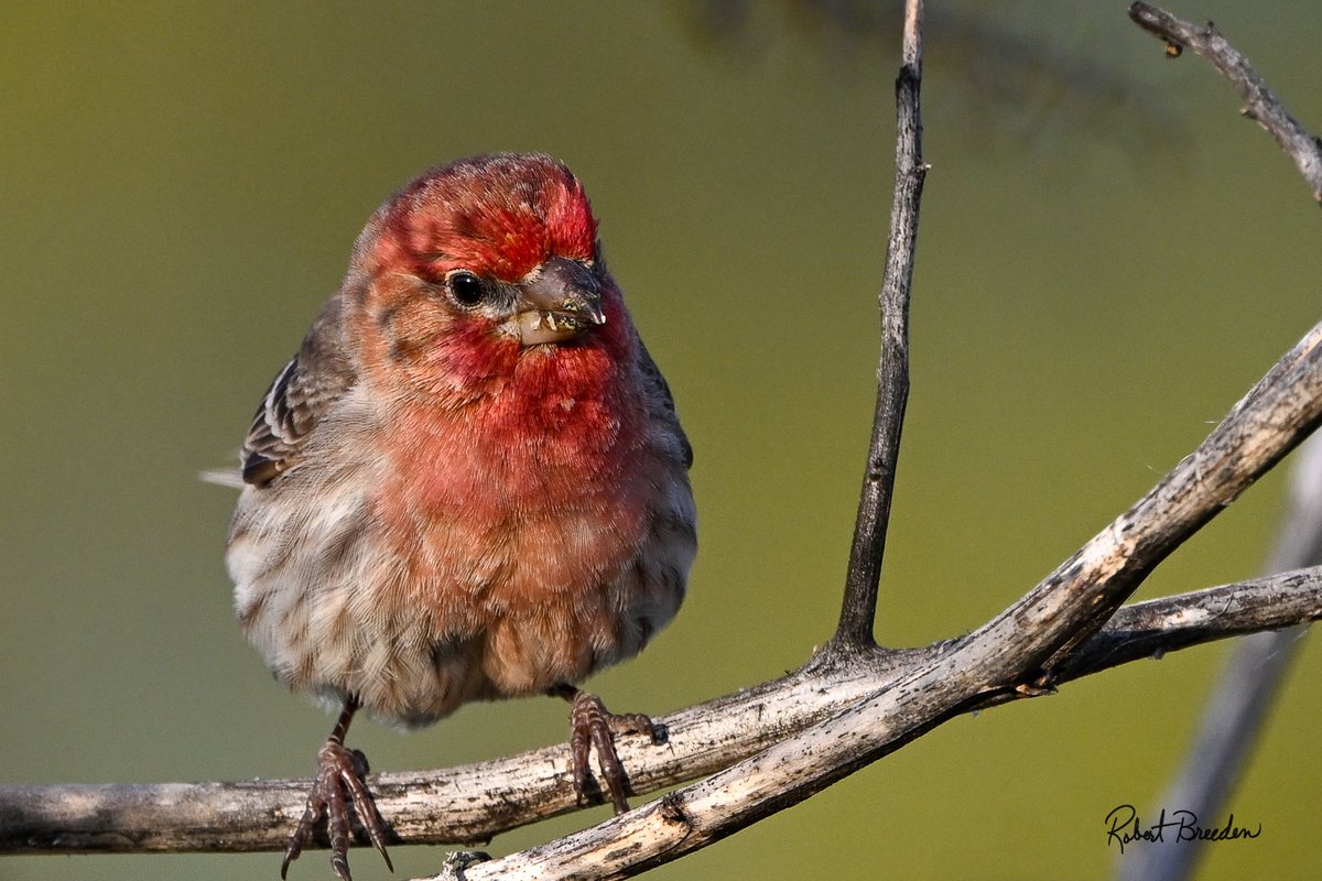 My resident House Finch has poor table manners.  Wipe your beak Bro.