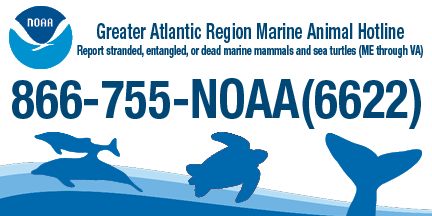 Reporting a sick, injured, entangled, stranded, or dead marine animal is the best way to make sure professional responders know about it & can take appropriate action. Call our NOAA response network: 866-755-6622 or contact your local rescue organization. bit.ly/2s7cWJe