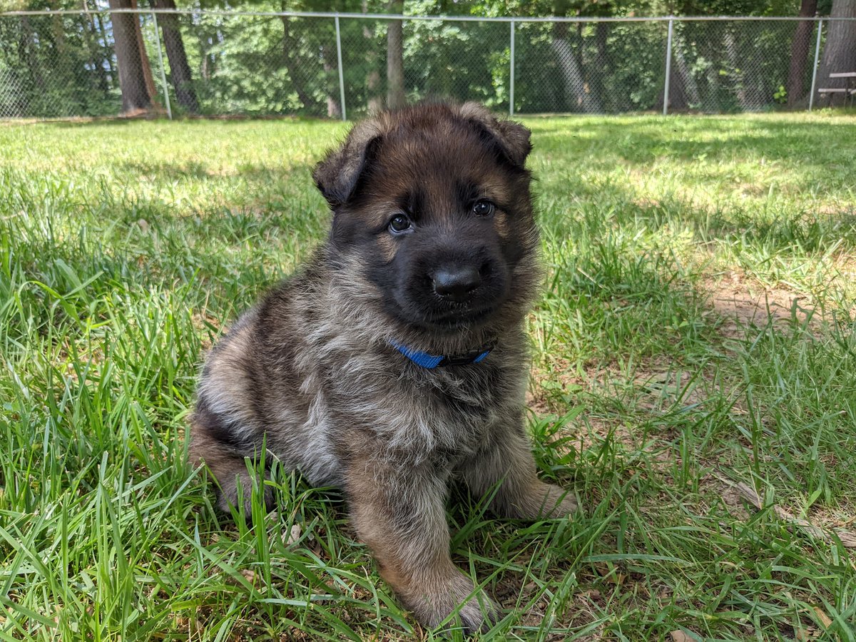 Hey, did you know that we have an online Fidelco store? Check it out!! (If the link doesn't work, try looking up 'Fidelco store' in your web browser.) fidelco.org/ways-to-give/s… VD: 5-week-old pup sitting in grass, looking at camera.