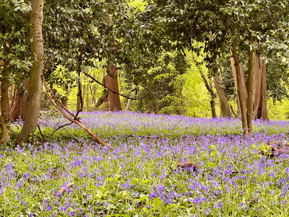 #AlphabetChallenge #WeekQ - 'Q' is for Quietude - a peaceful moment among the bluebells in the woods
