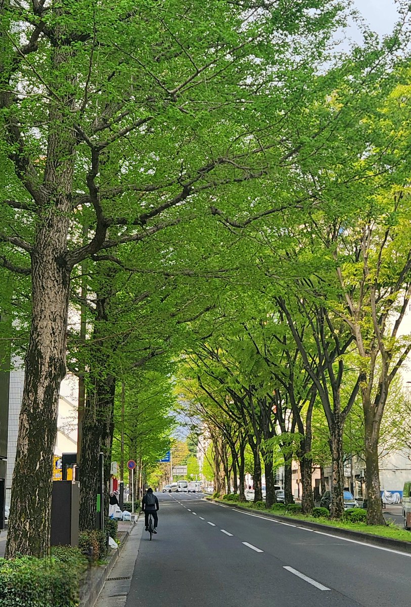 仙台は午前７時半。日々緑濃くなる並木道です。