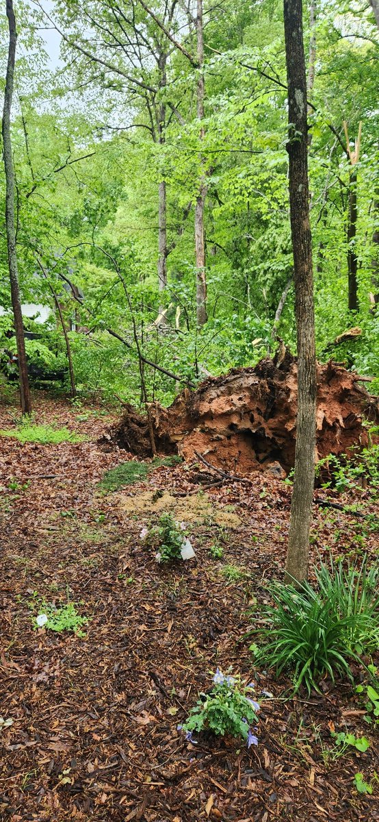 .44 inches of rain in addition to the rain Friday night I guess loosed this large tree here in Advance. <a href="/laniepope_wxii/">lanie pope</a>