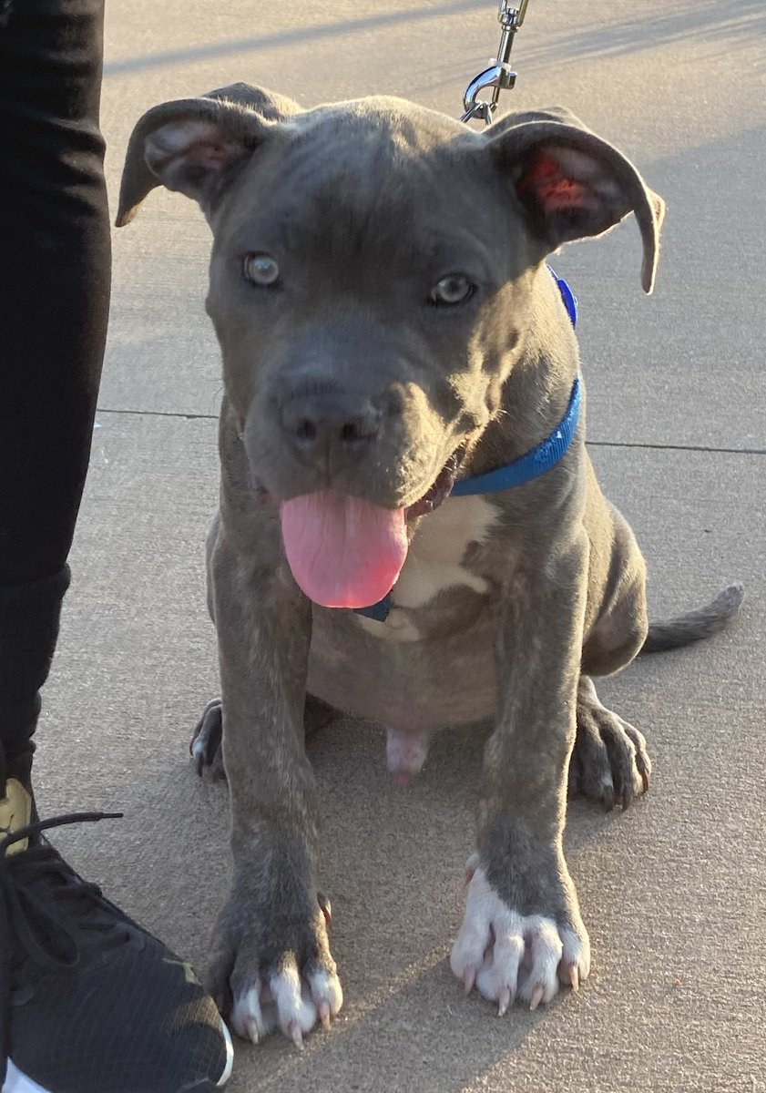 What I see when I run: Wednesday's run at River Parks was 85 degrees. This is Blue, a Pit Bull about four months old.