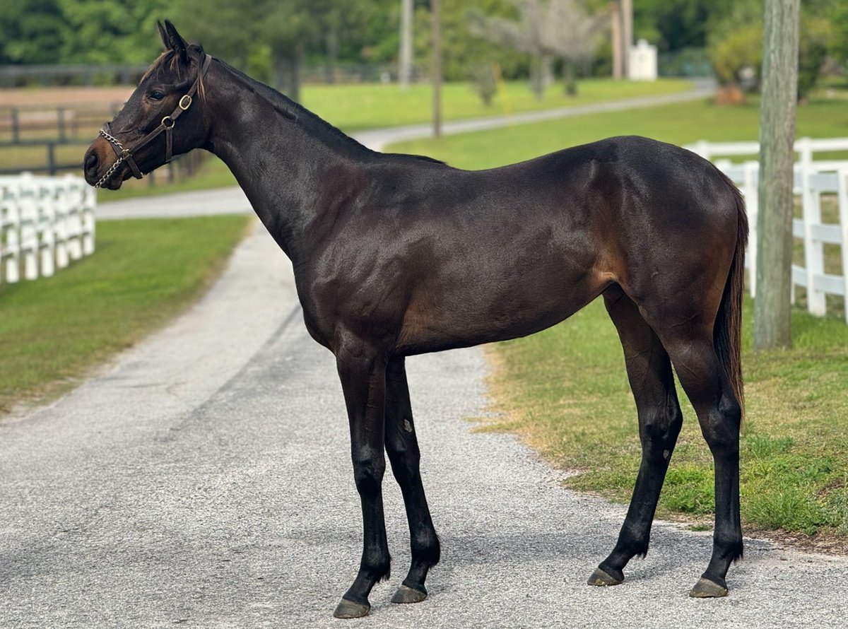 ‘23 Fl Bred Filly Uncle Chuck - Tribecky, by Saint Liam Half Sister to: Stakes winner, Lady Milagro, Recent winner, Isn’t She Khozy OBS April Sales Graduate, Queen of Soul