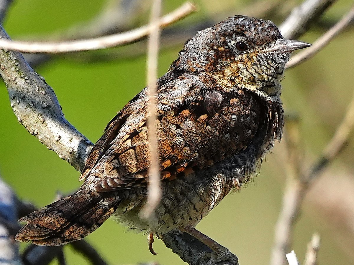 久しぶりに手賀沼に #アリスイ。複雑な模様。Eurasian Wryneck #野鳥 #野鳥撮影 #birdsphotography #birding