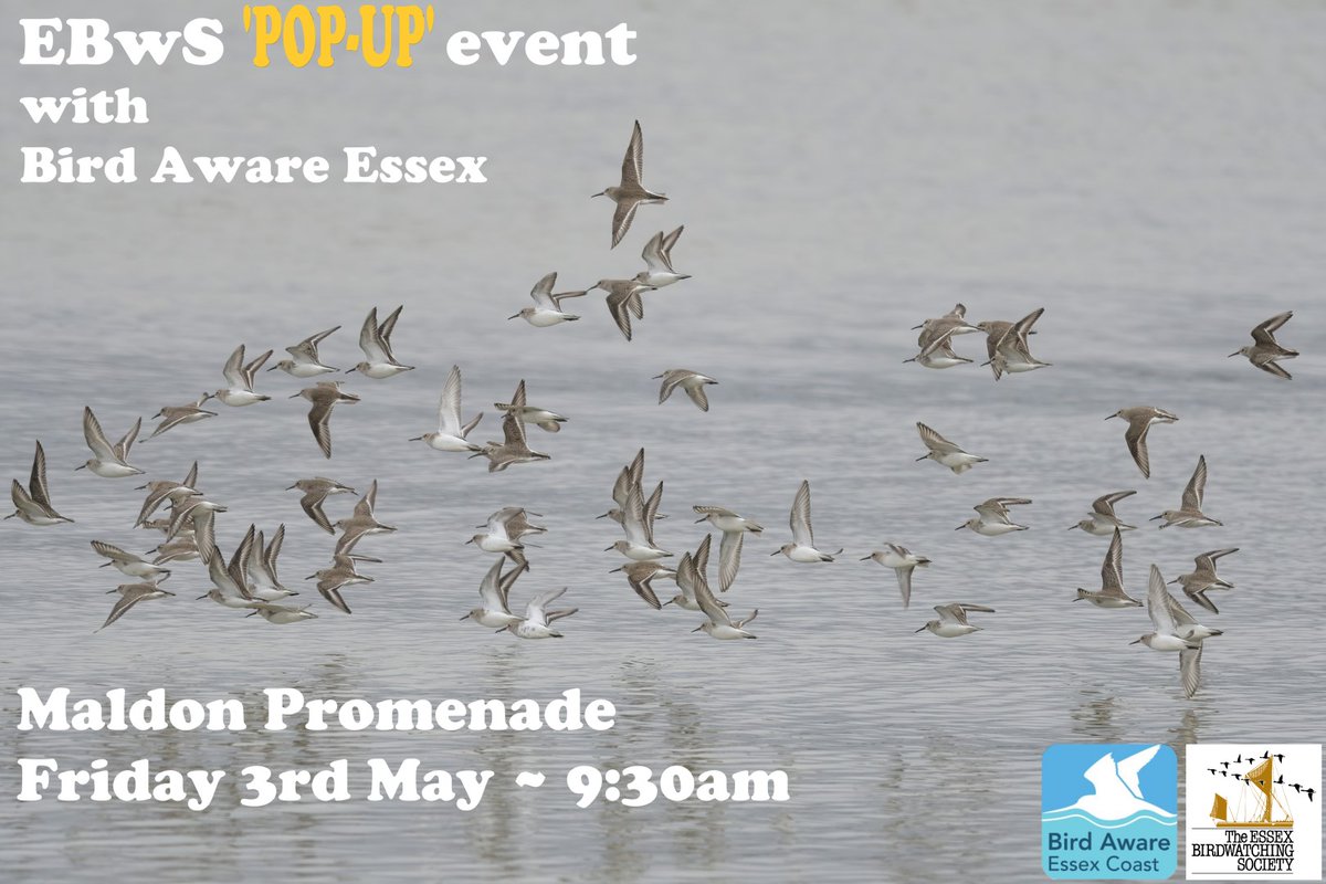 Exciting News! Our next 'pop-up' event is on Friday 3rd May at Maldon Promenade with Bird Aware Essex Coast. Free to attend for everyone, full details can be found here: ebws.org.uk/popup/BAEC @EssexBirdNews @BirdAwareEssex #BAEC #ebwspopup