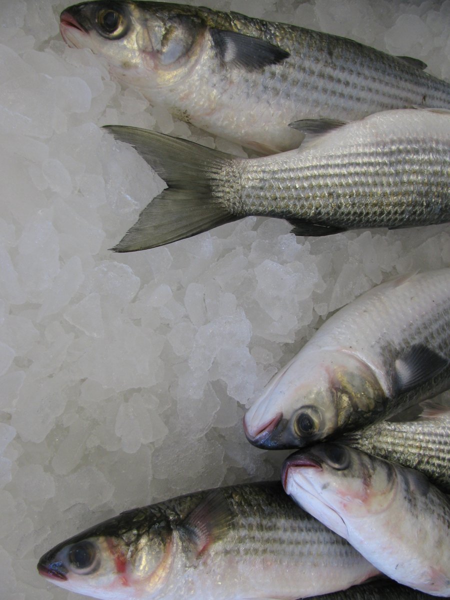 Are you interested in the intersection between #seafood, health, and food systems? I am recruiting an MS or PhD student to work with our team @UMaine @LocalCatch starting Fall 2024 or Spring 2025. Survey design and R experience preferred.