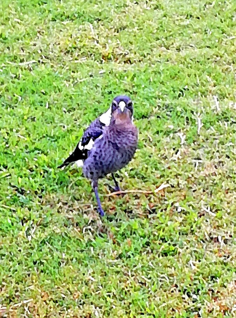 Vics_Echidna's tweet photo. Beautiful #NatureWalk in @springfieldQLD 🌳Great way to start the week, calm the mind & hang out w. fantastic birds 😍 Great #Egret & #Cormorant in pond & gorgeous #Magpies, #Butcherbirds & brush 🦃 as usual ☺️ #MoveMore💪 #WalkyourselfFit @heartfoundation @UQCCHW @UrbanBirdsOz https://t.co/OomjbB6dMY