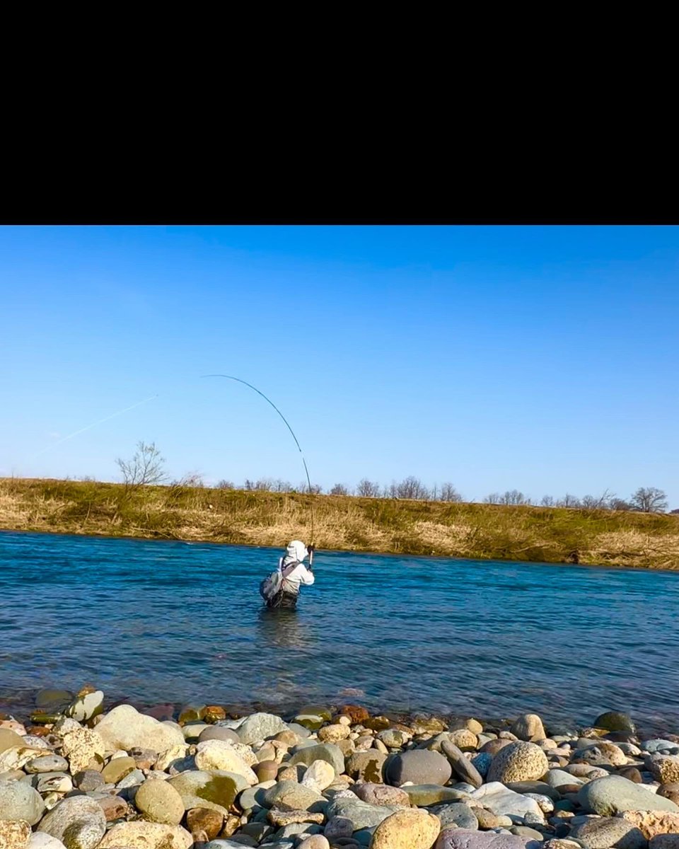 yamadazinen's tweet photo. サクラマスふりかえり🎣
なかなか釣れないが、釣れなくてもスカジットキャストでヘッドをブッ飛ばすだけで楽しいのがこの釣りの魅力♪
無の境地で無限キャスト&スイングし続けられます🙏
#ヤマメ #イワナ #ニジマス #サクラマス #shimano #フライ #釣り #渓流 #山田自然 #flyfisher #nature #zinen https://t.co/ft6N4xWyll