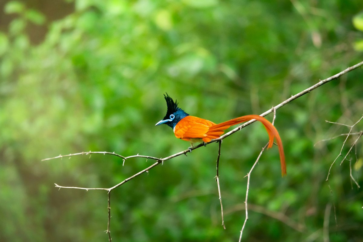 Indian Paradise Flycatcher (Terpsiphone paradisi) 

📷 Sandaru Muthuwadige Photography

#nature #India #PHOTOS