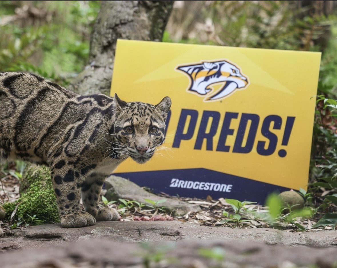 PredsNHL's tweet photo. The Smashville Zoo is ready for game one 🥺💛

📸: @NashvilleZoo https://t.co/rWrDayql6y