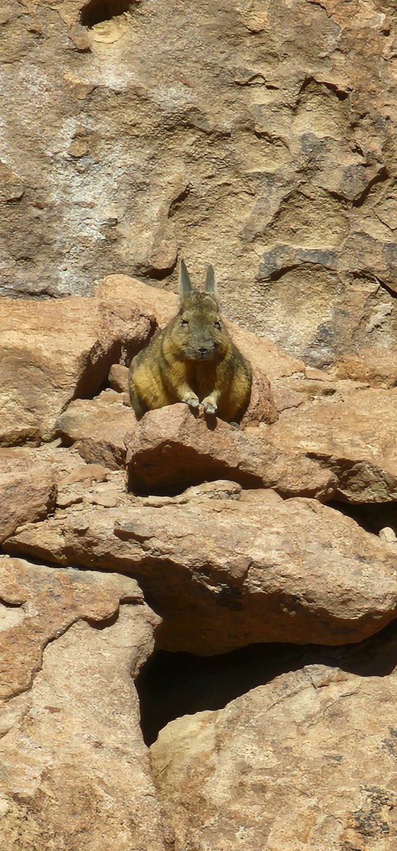 Nevita77's tweet photo. Vizcacha andina  #AltoLoa   🥰 https://t.co/73StG3ArCS