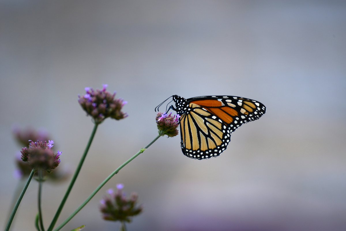 This #EarthDay, we understand that protecting the planet is a responsibility shared by all. That's why we're tackling environmental challenges w/ programs to protect local ecosystems & help customers take action to ensure a cleaner & brighter future. More: spr.ly/6007bZZDJ